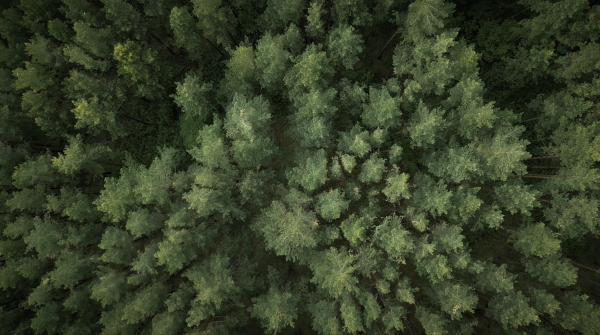 Trees in the forrest